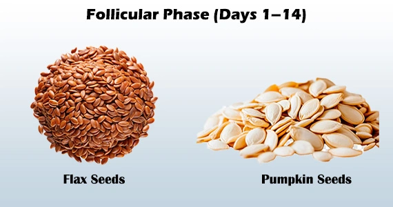 follicular phase