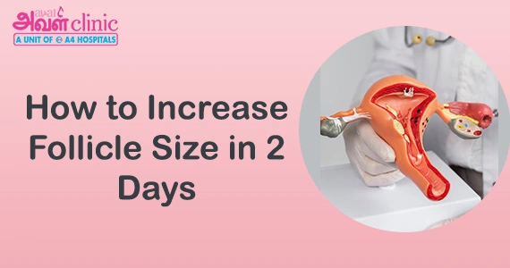 How to Increase Follicle Size in 2 Days 